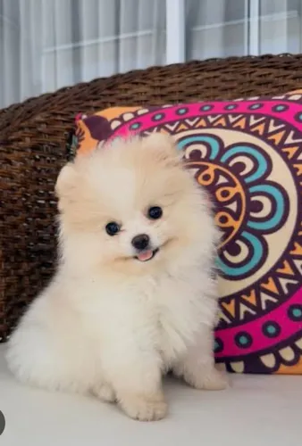 Vendo lulu fêmea anã