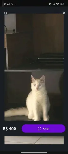 Lindo gato mestiço com siamês e angorá olhos azuis não é doação 