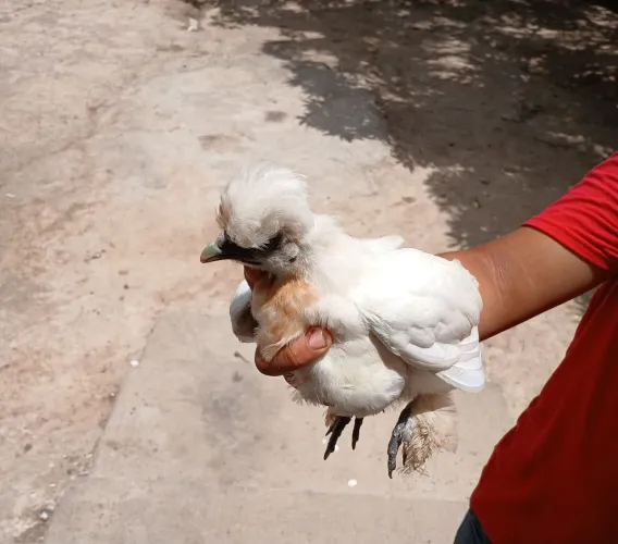 Galinha granizo com pompo na cabeça 