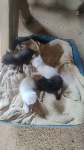 Lindos gatinhos recém nascido precisa de vcs pra ter uma casa pra morar!