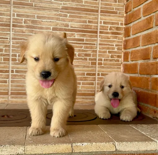 Golden Retriever vendas ( filhotes )