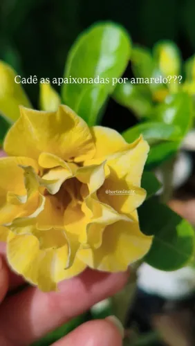 Rosa do deserto amarela