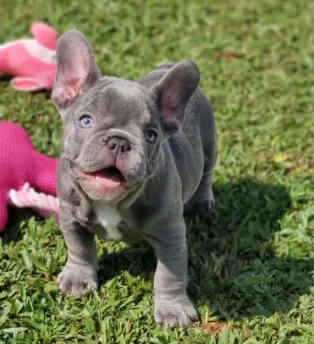 Bulldog francês