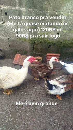 Pato para vender
