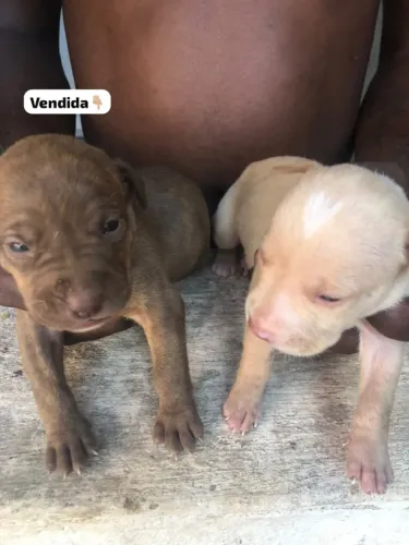 Cachorro pitbull
