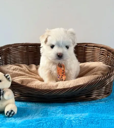 Maltês! Um Macho Fofinho