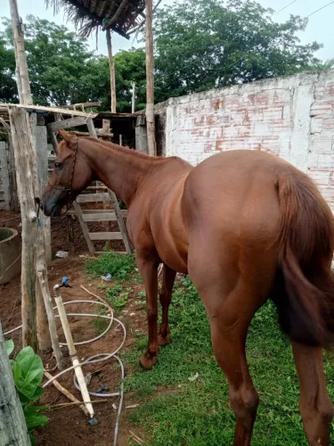 VENDO ÉGUA MESTIÇA