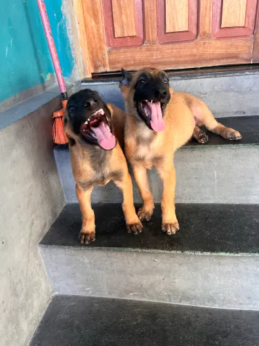 Filhotes de pastor belga malinois