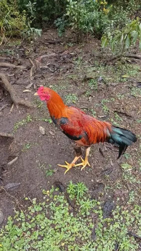 Galo Mestiço Índio
