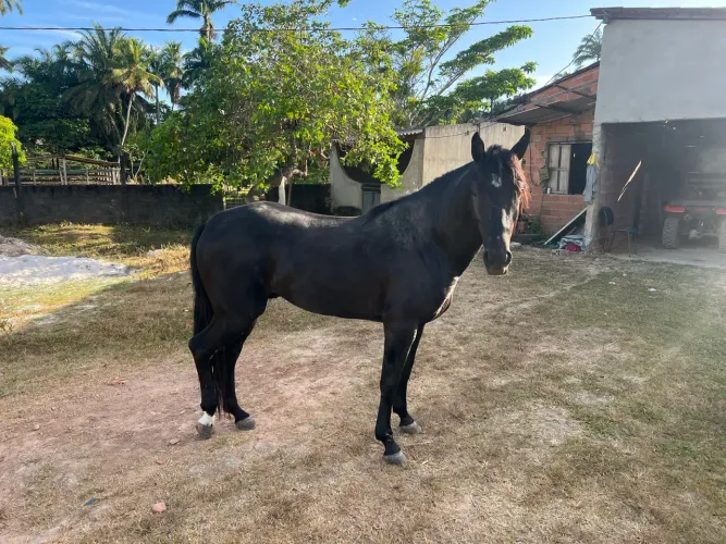 Vendo esse potro preto