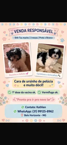 Vendo filhote shitzu macho!