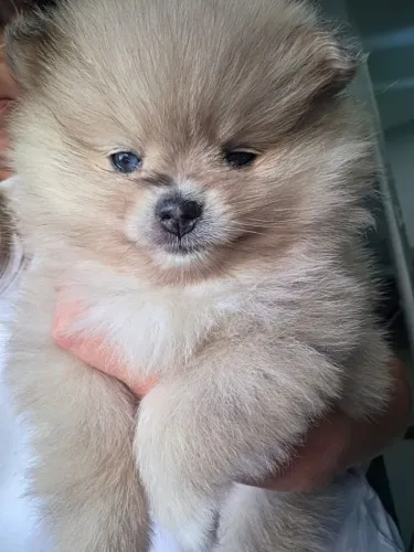 Lulu filhotes