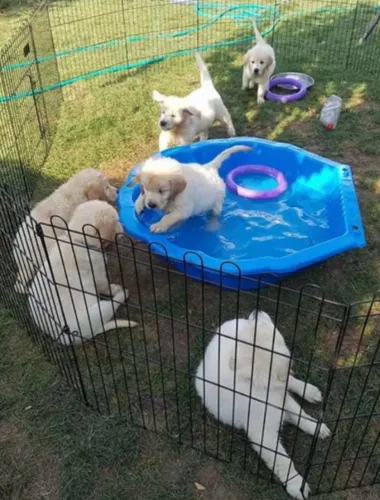 Filhotes de Golden Retriever | Seu parceiro de todos os dias!