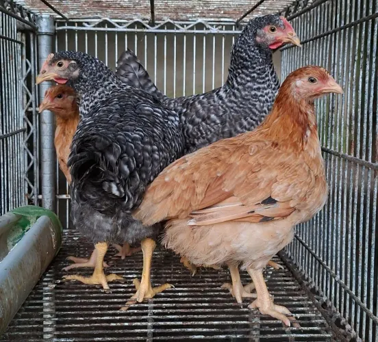 Galinhas Rodhe
