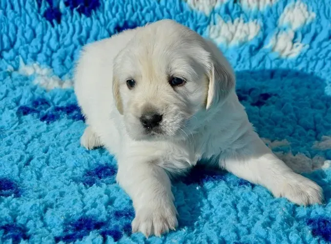 Filhote de Golden Retriever Uma Companhia Para Novos Momentos