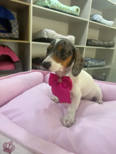 Salsichinha Dachshund 