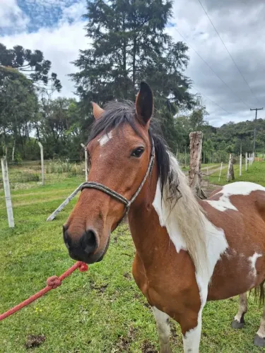 Vendo Égua Pampa