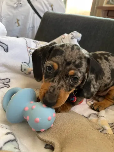 Salsicha fêmea filhote de Basset Dachshund