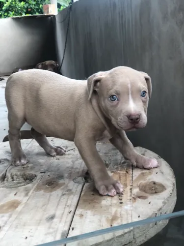 Vendo filhote pitbull