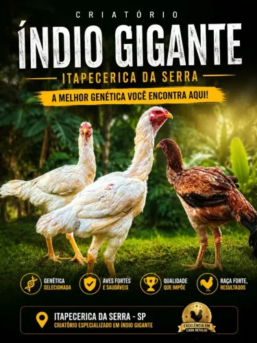 Franguinho indio gigante