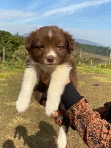 Border collie rapito e atento