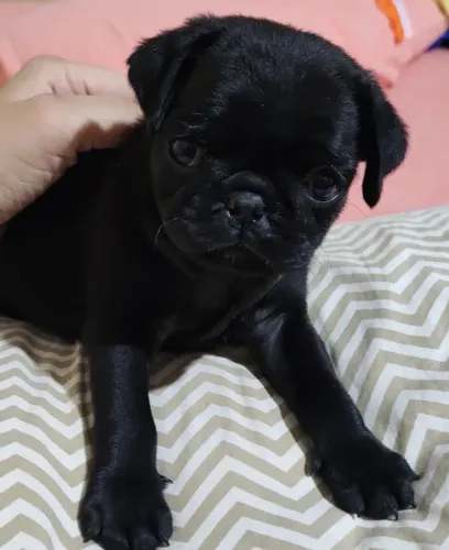 Macho Black 