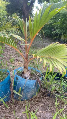 Palmeira garrafa