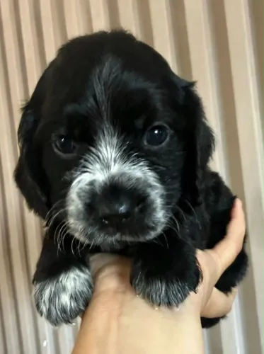 Cocker Spaniel FÊMEA 