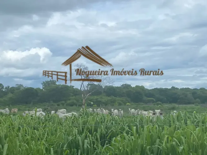 Fazenda à venda com 2.150 hectares na região Januária-MG