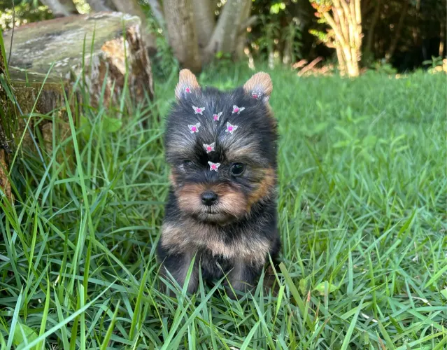 Vendo Fêmea e Macho de yorkshire Micro 