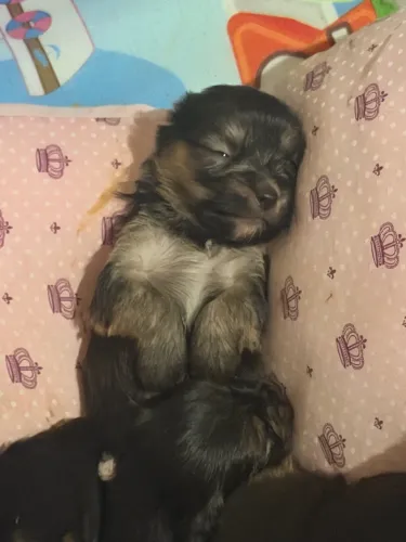 ? Filhotes de Yorkshire Terrier disponíveis