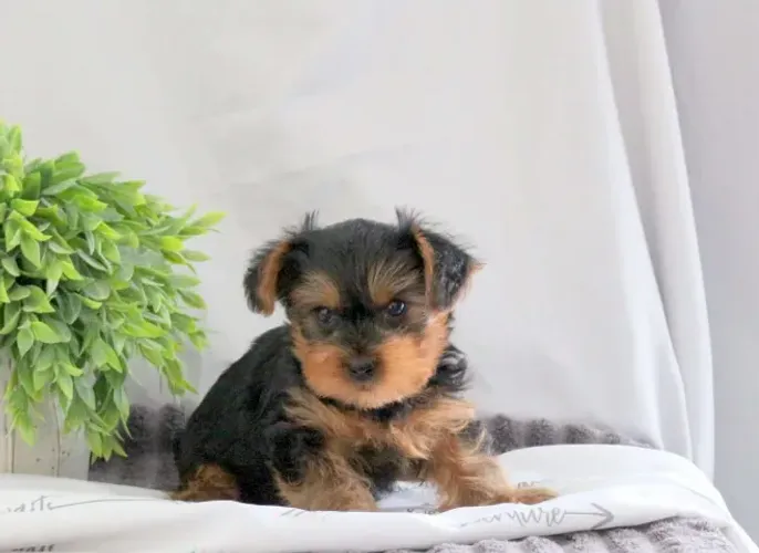 Yorkshire Terrier Filhotes - Últimos Disponíveis!