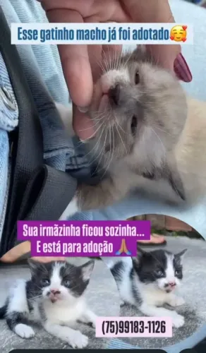 Gato filhote disponível para adoção.