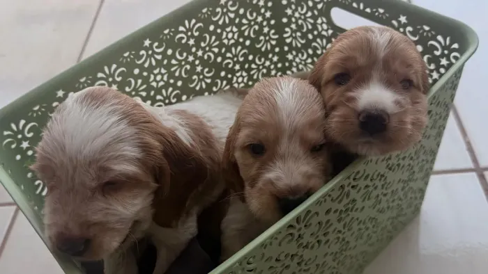 Filhotes cocker spaniel , apenas macho