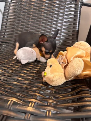 Vendo filhote de Pinscher 