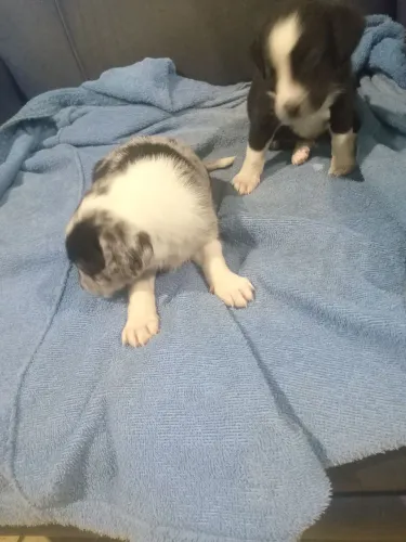 Border collie 