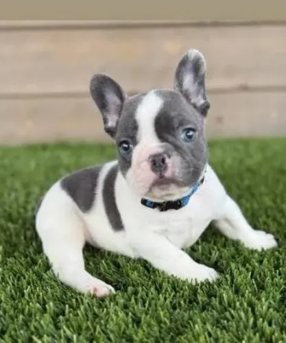 Bulldog Francês Filhotes Incríveis. 