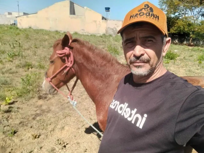 Cavalo manso novo inteiro 