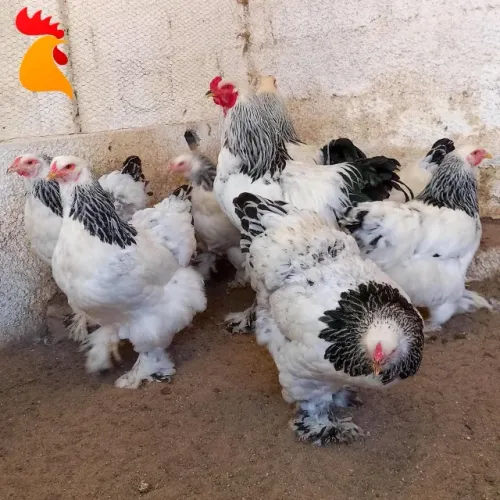 Ovos Galados Brahma Light (dúzia)