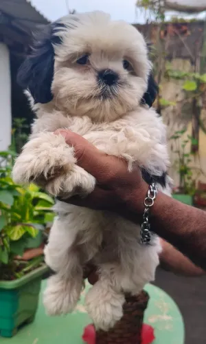 Shih Tzu macho