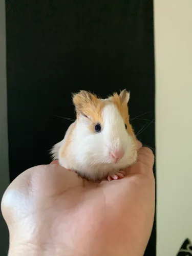 Porquinho da India 