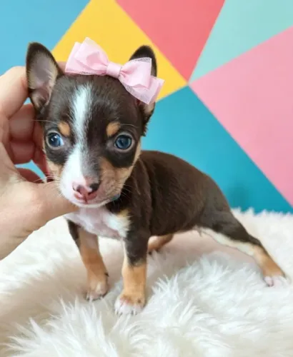Pinscher Amor Que Conquista
