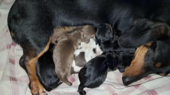 Filhotes de Linguicinhas dachshund 