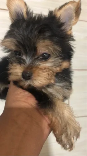 Yorkshire mini fêmea e macho disponível 