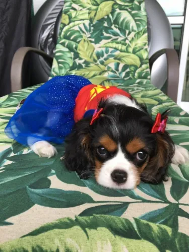 Cavalier King Charles Spaniel fêmea tricolor