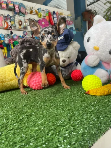 Pinscher fêmea com olhos azuis $3.500,00