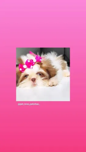 Baby Shitzu fofurinha novo membro da família 