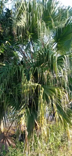 Vendo mudas de Palmeira chapéu de Panamá. 