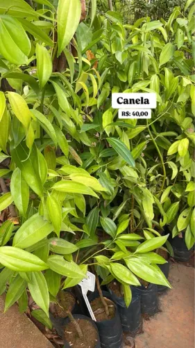 Mudas de Canela 