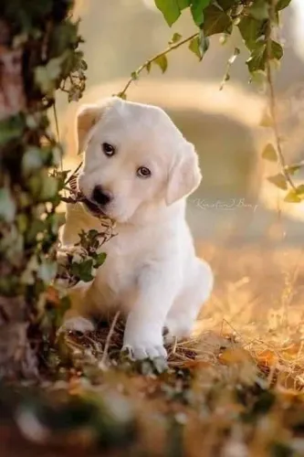 Filhote de Labrador - Fofo e Brincalhão e bem clarinho